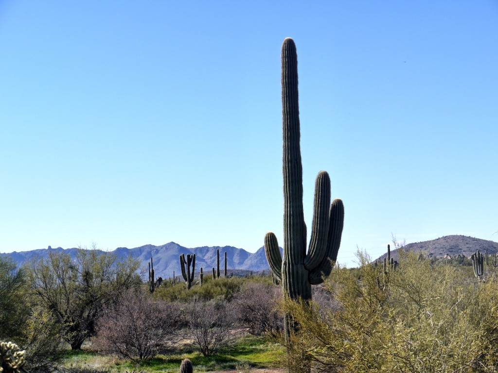 desert horseback rides